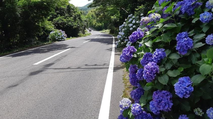 一條鋪設平整的鄉間柏油道路，右側路肩旁盛開著一整排密集的藍紫色繡球花。