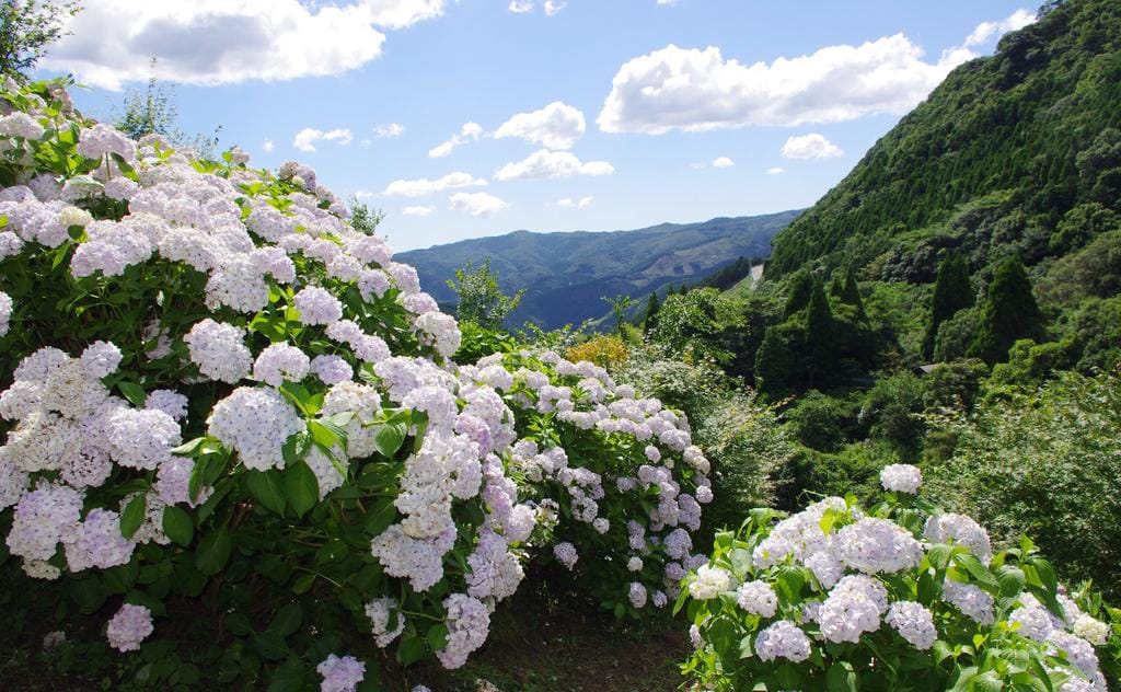滿山坡的白色與淡紫色繡球花，俯瞰著晴空白雲下的廣闊翠綠山谷。