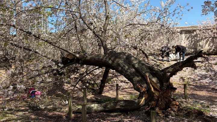 舞鶴公園櫻花樹突然倒塌：關於染井吉野櫻「壽命」的冷知識