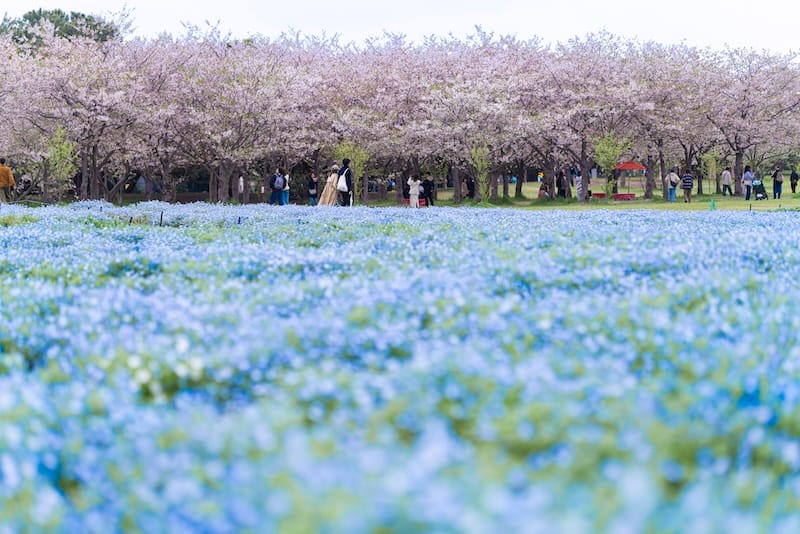 Best Family Day Trip in Fukuoka: Uminonakamichi Seaside Park and Marine World