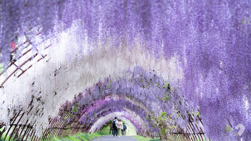 Fukuoka Wisteria Guide 2026: Kawachi Wisteria Garden and Beautiful Nearby Spots